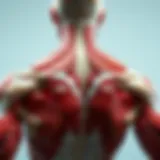 A detailed anatomical diagram showcasing the trapezius muscle and its regions.